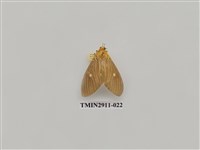 藏品(夜蛾4)的圖片